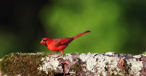 BrilliantCardinal2 Stock Footage 201252917