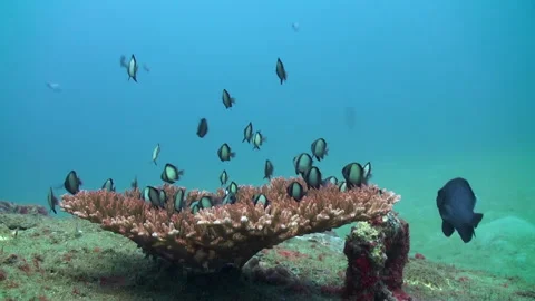 Brilliantly colored fish find sanctuary within underwater coral reefs of Bali. Stock Footage 244513853