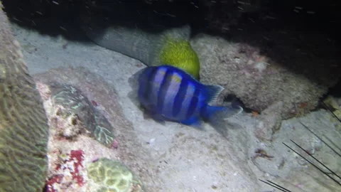 Brilliantly hued moray eel is captured in stunning close-up shot. Stock Footage 235421815