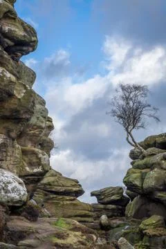 Brimham Rocks lone tree on rock outcrop in Yorkshire Stock Photos