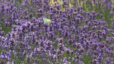 Brimstone butterfly with bumblebee inside field of lavender Video stock 78089233