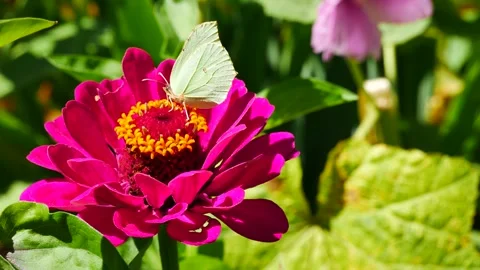 A brimstone butterfly is feeding on nectar from a beautiful flower. Stock Footage 345729045