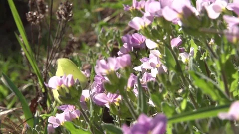 Brimstone butterfly on flowers Stock Footage 74356006