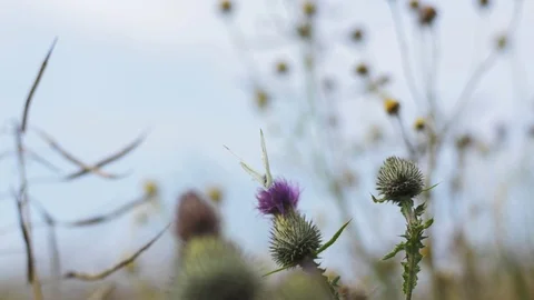Brimstone butterfly in the flowers Stock Footage 101987744