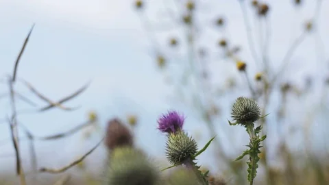 Brimstone butterfly in the flowers Stock Footage 101988459