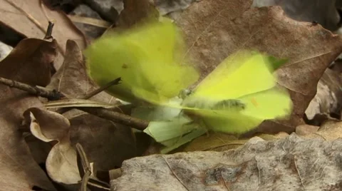 Brimstone butterfly Stock Footage 18183840