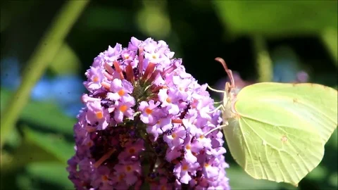 Brimstone butterfly on lilac Stock Footage