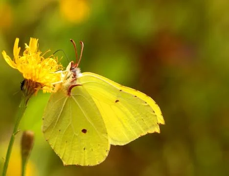 Brimstone butterfly Stock Photos