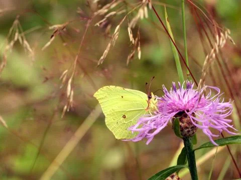 Brimstone butterfly Stock Photos