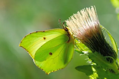 Brimstone butterfly Foto stock