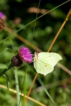 Brimstone butterfly Stock Photos