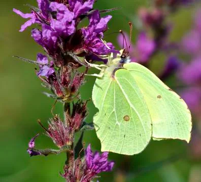 Brimstone Butterfly Stock Photos