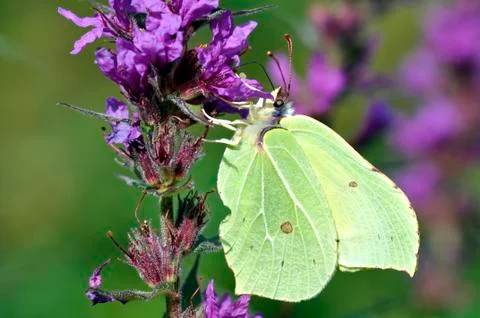 Brimstone Butterfly Stock Photos