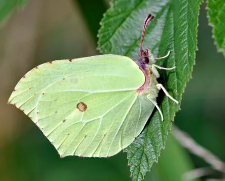 Brimstone Butterfly Stock Photos