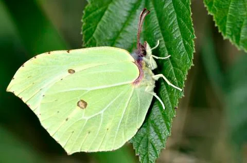 Brimstone Butterfly Stock Photos