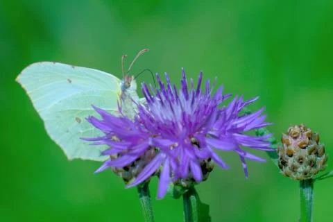 Brimstone butterfly Foto stock