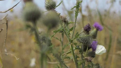 Brimstone butterfly on a thistle flower Stock Footage 101989225