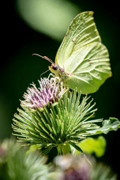 A Brimstone Butterly Using Its Proboscis On A Thistle Flower Stock Photos