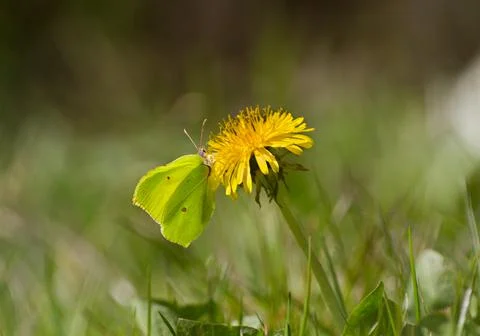 Brimstone on Dandelion Stock Photos