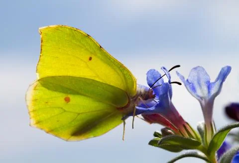 Brimstone on Gromwell Stock Photos