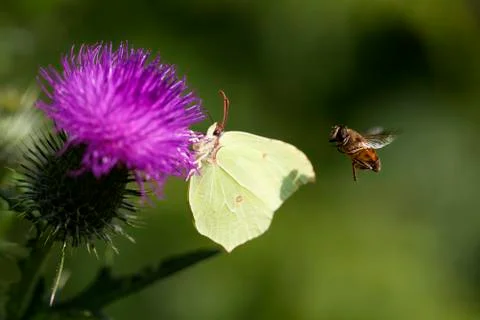 Brimstone - thistle - hoverfly Stock Photos
