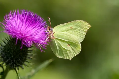 Brimstone - thistle Stock Photos