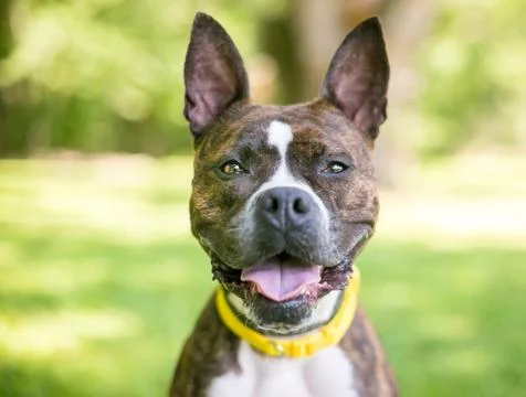 A brindle and white Boxer mixed breed dog with upright ears Stock Photos
