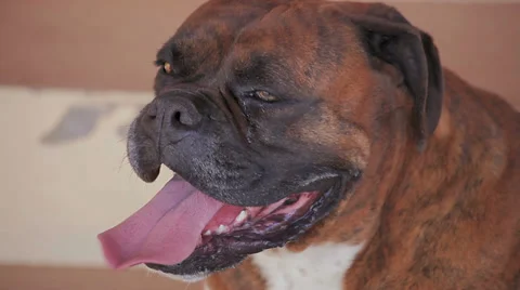 Brindle boxer (German boxer) flushed Stock Footage 38028109