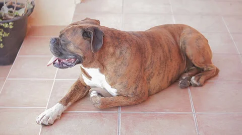 Brindle boxer (German boxer) flushed Stock Footage 38104044