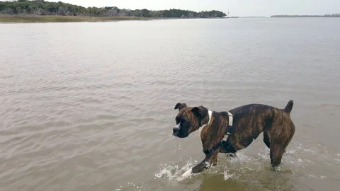 Brindle Boxer Puppy Playing in the Water Stock Footage 123737584