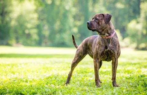 A brindle Cane Corso mixed breed dog standing outdoors Stock Photos