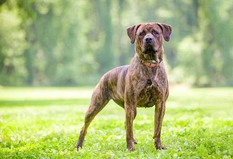 A brindle Cane Corso mixed breed dog standing outdoors Stock Photos