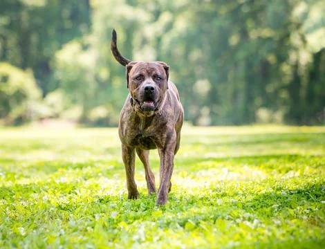 A brindle Cane Corso mixed breed dog walking outdoors Stock Photos