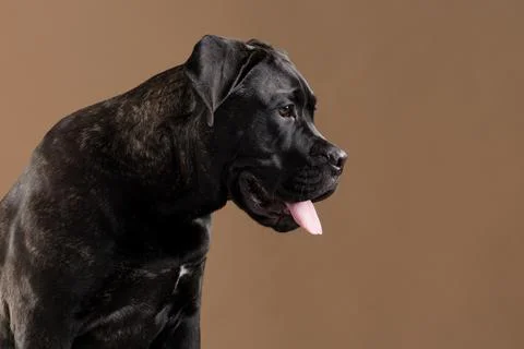 Brindle Cane Corso Side Profile Panting Studio Portrait Stock Photos