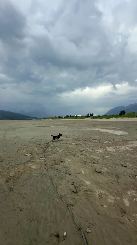 Brindle dog running on a sandy beach with mountains in the background under a Stock Footage 343334137