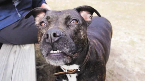 Brindle dog is sitting on a park bench with its female owner, enjoying a sunny Stock Footage 293082817
