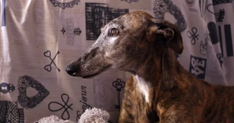 Brindle Greyhound in Thoughtful Pose on a Cozy Couch Stock Footage 305701580