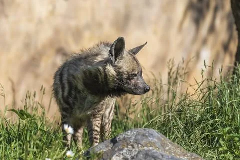 Brindle Hyena - Hyaena Hyaena stands in a meadow in the grass. Stock Photos