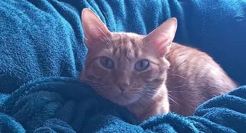 Brindle kitten looking at the camera Stock Photos