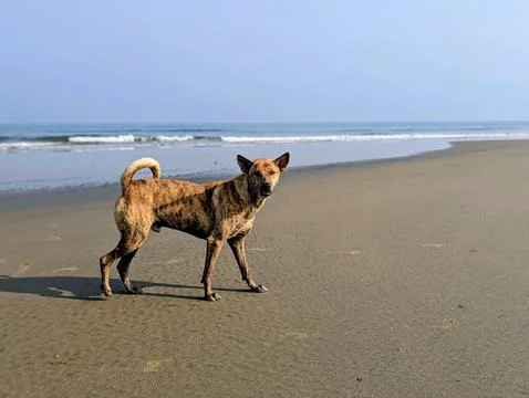 Brindle-Patterned Dog Standing on Sandy Beach Shoreline Stock Photos