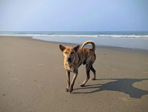 Brindle-Patterned Dog Standing on Sandy Beach Shoreline Stock Photos