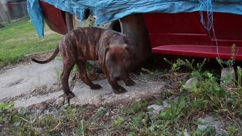 Brindle Pit Bull Puppy Stock Footage 79042137