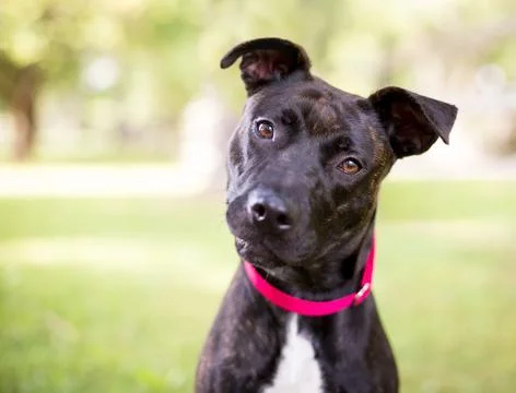 A brindle Pit Bull Terrier mixed breed dog with a head tilt Stock Photos