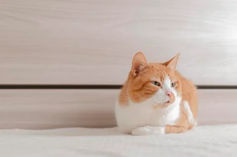 Brindle red cat bored on the bed of a contemporary bedroom Stock Photos