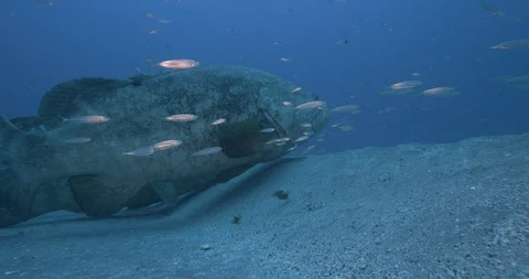 Brindlebass fish resting on the floor of deep ocean Video stock 109390619