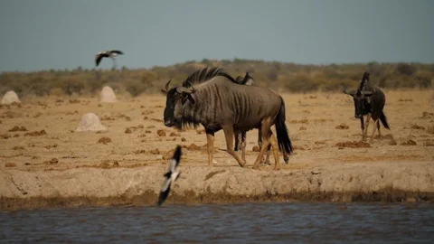 Brindled Gnu slowly approaches water in drought, Blacksmith Lapwings fly around Stock-Footage 114539598