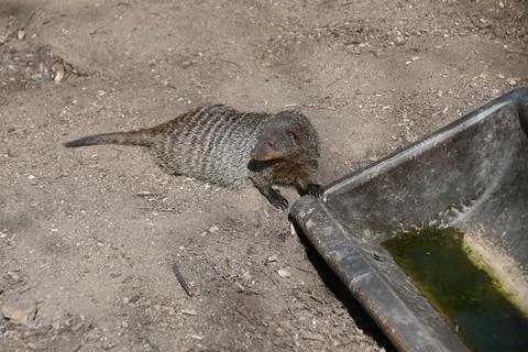 Brindled mongoose in captivity An animal native to Africa Stock Photos
