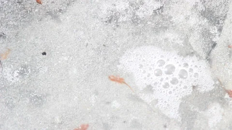 Brine shrimp Stock Footage 27069294