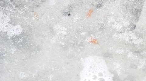 Brine shrimp 動画素材 27075618