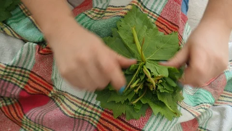 Brine with vine leaves Stock Footage 113933108
